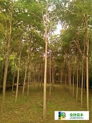 千頭椿苗木的南北種植熱土 遼寧、山西、山東及河北保定博野金澤基地