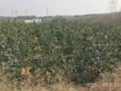 龍海市東泗興輝園藝場 優(yōu)質(zhì)香泡柚子苗木，量大價優(yōu)，綠化佳選